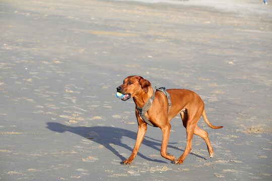 Red dog walks along the beach in his mouth with a ball, Bloemendaal Beach, Holland