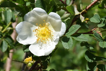 Aubépine blanche