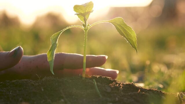 Close up child hands planting green trees sprout in ground. Small seedling put down by its roots into arable land and corrected by pressing soil with girls arms. Against warm shine of sun at sunset