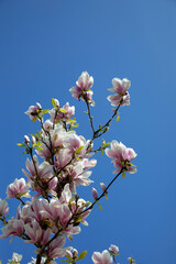 White and pink magnolia flowers against the sky