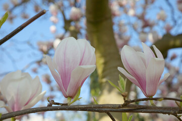 Flowering magnolia tree against the sky