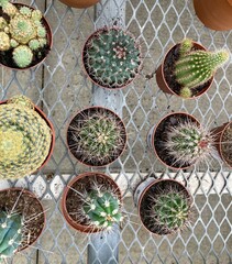 collection of cactus plants in pots