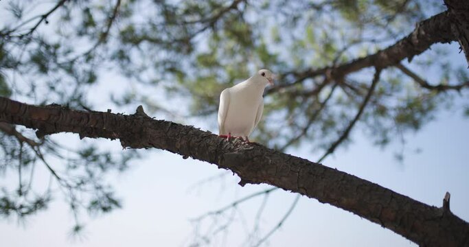 Graceful white pigeon perched on a pine branch with a clear blue sky background. White dove on a tree flies away.