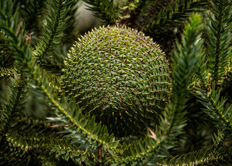 Araucaria angustifolia cones