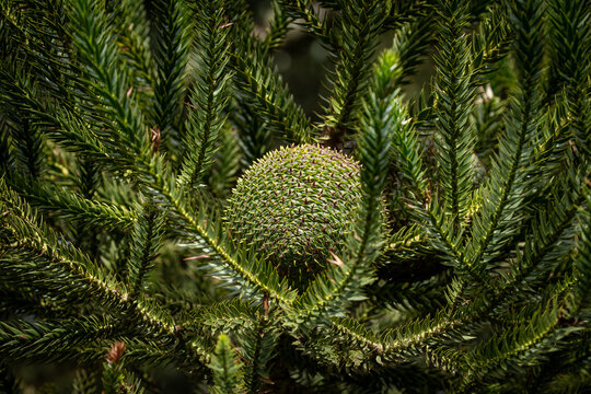 Araucaria angustifolia cones