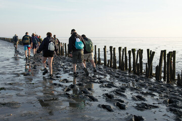 Group of people walking on muddy bottom of the Waddensea during an Intertidal tour (wadlopen),...