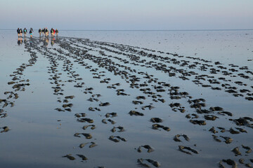 Group of people walking on muddy bottom of the Waddensea during an Intertidal tour (wadlopen),...
