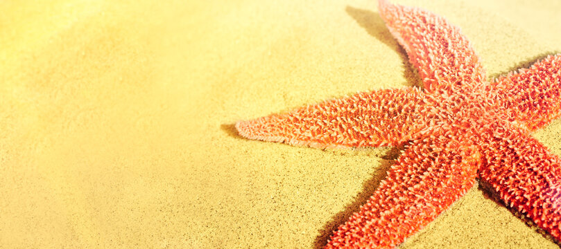 Big red bright starfish on yellow beach sand Copy space