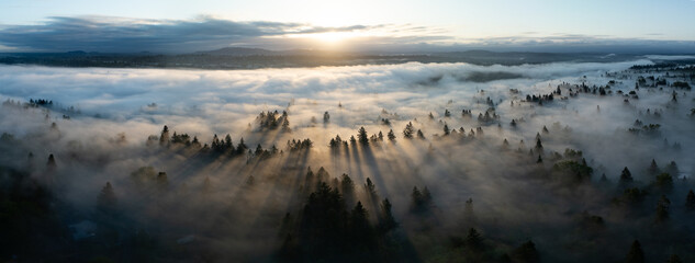 Lit by morning sunlight, fog drifts through trees in the beautiful Willamette Valley not far south of Portland, Oregon. © ead72