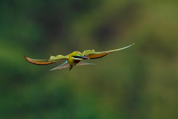 Blue tailed Bee Eater in flight