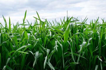 Obraz premium sprouting grain, the edge of agricultural crops