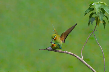 bee eater perched on branch