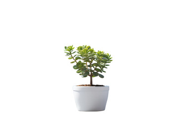 A small plant is sitting in a white pot. The plant is green and has a few leaves