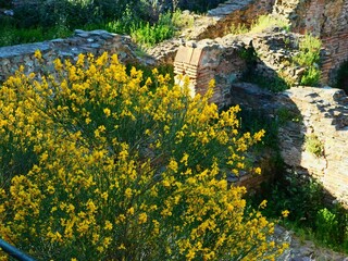 Spanish or weaver's broom or Spartium junceum wild plant with yellow flowers, in the ancient Roman...