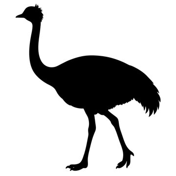 recommend clip art: Emu bird vector silhouette, black color silhouette, white background (5)