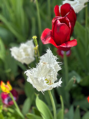 red and white flowers