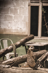 meerkat in zoo