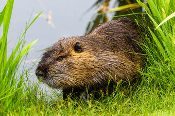 Nutria 57