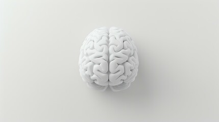 3D illustration of a human brain on a white background. The brain is the most important organ in the human body.
