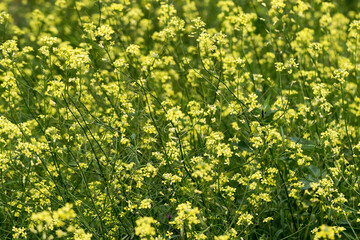 Obraz premium Rapeseed flowers in close-up at the flowering time. The industrial farmland in the countryside between spring and summer.