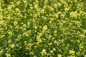 Rapeseed flowers in close-up at the flowering time. The industrial farmland in the countryside between spring and summer.