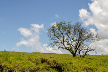 fotografia paisagem com árvore e céu azul dia bonito com nuvens