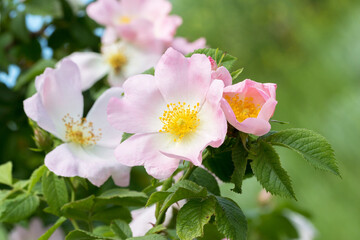Delicate pink rosehip flowers