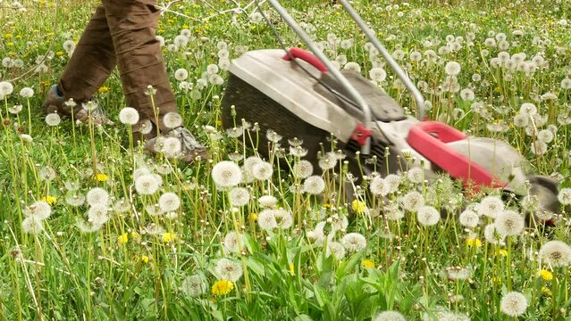 Cutting dandelions on the lawn with an electric lawnmower