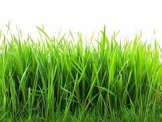 Fototapeta premium Green grass on a white background.