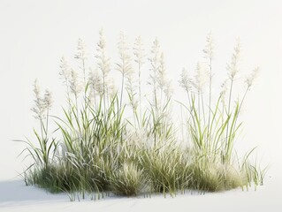 Fototapeta premium A grassy field with tall grasses and a white background.