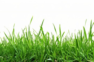 Fototapeta premium Green grass on a white background.