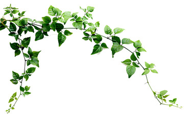 Bush grape or three-leaved wild vine cayratia (Cayratia trifolia) liana ivy plant bush, nature frame jungle border isolated on white background, clipping path included