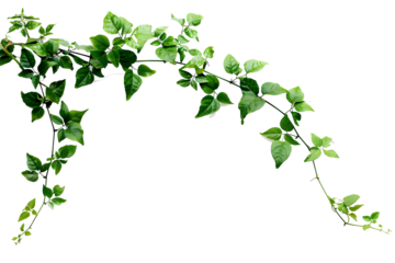 Bush grape or three-leaved wild vine cayratia (Cayratia trifolia) liana ivy plant bush, nature frame jungle border isolated on white background, clipping path included