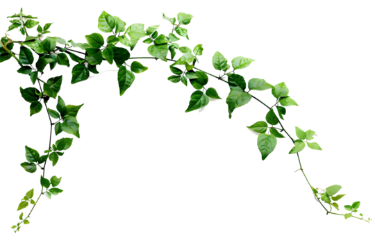 Bush grape or three-leaved wild vine cayratia (Cayratia trifolia) liana ivy plant bush, nature frame jungle border isolated on white background, clipping path included