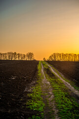 Obraz premium Sunset over the field with grass. Red sky and red sun . Trees on the field . Green field . Sun and trees