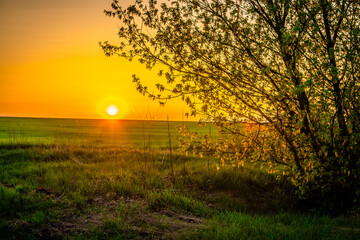 Sunset over the field with grass. Red sky and red sun . Trees on the field . Green field . Sun and...