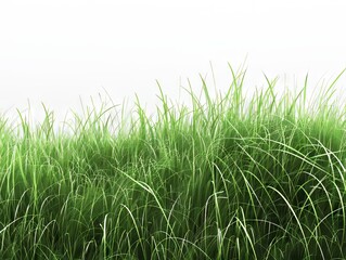Fototapeta premium Grass field - stock photo.