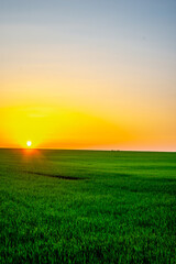Sunset over the field with grass. Red sky and red sun . Trees on the field . Green field . Sun and trees