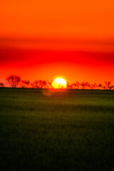 Sunset over the field with grass. Red sky and red sun . Trees on the field . Green field . Sun and trees