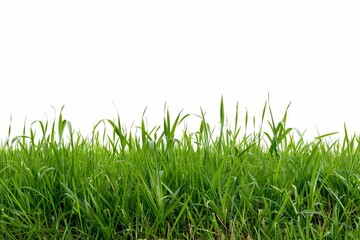 Fototapeta premium Green grass on a white background.
