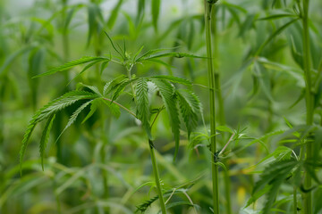 hemp plants with vivid green leaves