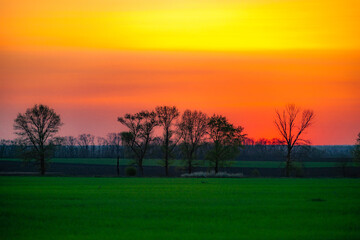 Sunset over the field with grass. Red sky and red sun . Trees on the field . Green field . Sun and trees
