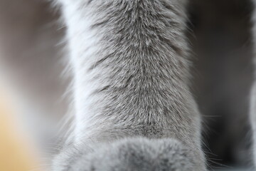 Gray cat paw, fur texture, Britain cat 