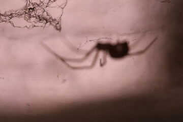 Silhouette of a spider behind glass in a dark place