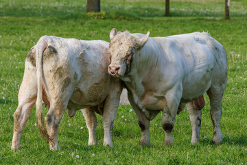 Weisse K&uuml;he im M&uuml;nsterland