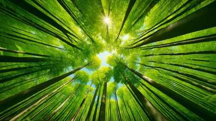 Obraz premium Treetop Panorama in Forest Background