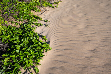 Tropical nature background, golden sandy beach with native plant vines growing down one side,...