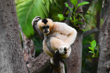 Lar Gibbon among jungle trees.