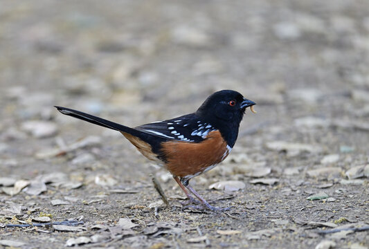 Spotted Towhee -  Pipilo maculatus