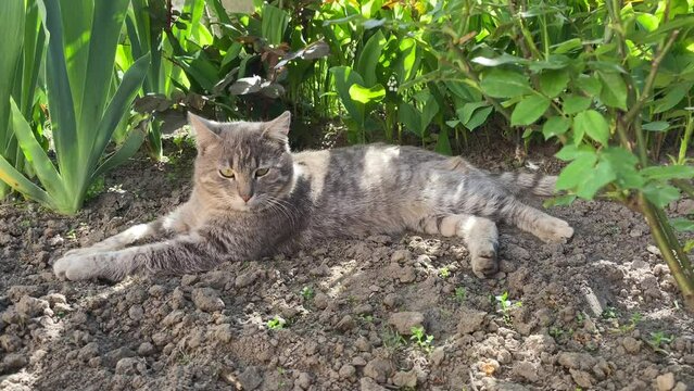 Gray Cat 1